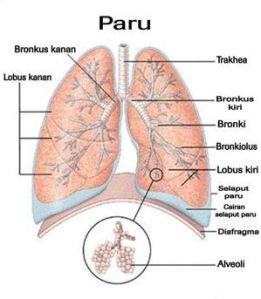obat herbal infeksi paru paru